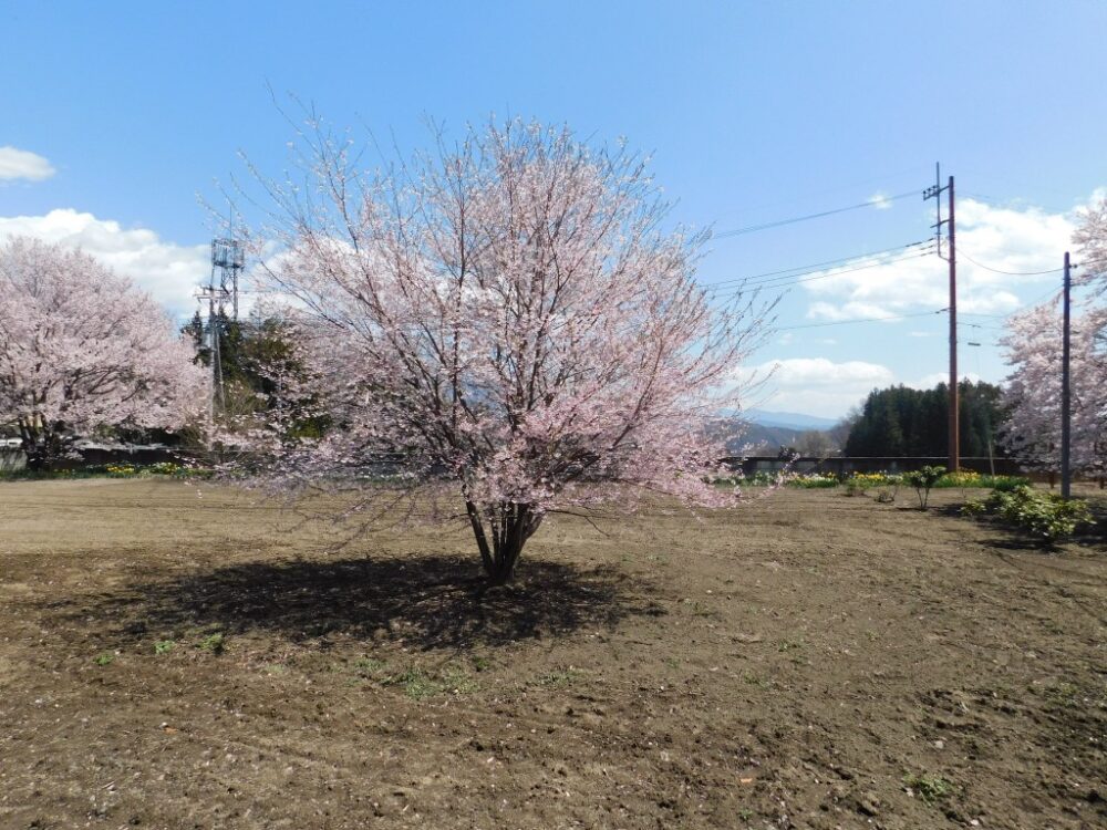 神代桜の宇宙桜